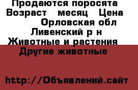 Продаются поросята. Возраст 1 месяц › Цена ­ 2 300 - Орловская обл., Ливенский р-н Животные и растения » Другие животные   